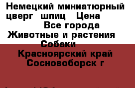 Немецкий миниатюрный(цверг) шпиц › Цена ­ 50 000 - Все города Животные и растения » Собаки   . Красноярский край,Сосновоборск г.